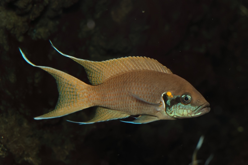 Neolamprologus brichardi 'Kiriza'